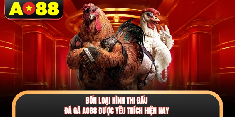 Bốn loại hình thi đấu đá gà AO88 được yêu thích hiện nay